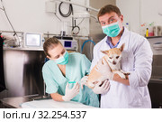 Dog undergoing surgery at vets. Стоковое фото, фотограф Яков Филимонов / Фотобанк Лори