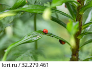Личинка лилейной трещалки (Lilioceris lilii) Стоковое фото, фотограф Ольга Сейфутдинова / Фотобанк Лори