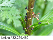 Личинка лилейной трещалки (Lilioceris lilii) Стоковое фото, фотограф Ольга Сейфутдинова / Фотобанк Лори