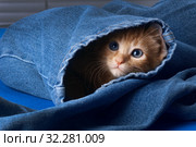 Рыжий маленький котенок с синими глазами выглядывает из штанины джинс. Стоковое фото, фотограф Ирина Кожемякина / Фотобанк Лори