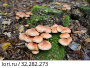 Ложноопёнок кирпично-красный (Hypholoma lateritium (Schaeff.) P.Kumm) растет на пне. Стоковое фото, фотограф Ирина Борсученко / Фотобанк Лори
