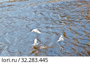Чайки над водой. Стоковое фото, фотограф E. O. / Фотобанк Лори