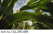 Forward movement inside the corn field with electronic stabilization (2019 год). Редакционное видео, видеограф Mikhail Davidovich / Фотобанк Лори