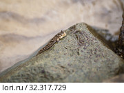 Barred mudskipper on wet stone. Стоковое фото, фотограф EugeneSergeev / Фотобанк Лори