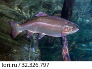 Радужная форель или микижа (Oncorhynchus mykiss) Стоковое фото, фотограф Татьяна Белова / Фотобанк Лори