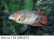 Гигантский краснохвостый Гурами (Giant Red Tailed Gourami Osphronemus laticlavius) Стоковое фото, фотограф Татьяна Белова / Фотобанк Лори