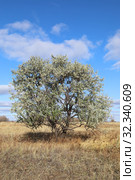 Лох узколистный (лат. Elaeagnus angustifolia), или лох восточный, или пшат (фесида) (Elaeagnus orientalis). Растение осенью среди Кулундинской степи Алтайского края. Стоковое фото, фотограф Григорий Писоцкий / Фотобанк Лори