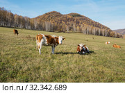 Коровы на горном пастбище осенью. Cows on a mountain pasture in the fall. Стоковое фото, фотограф Евгений Романов / Фотобанк Лори