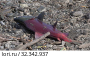 Wild red salmon fish Sockeye Salmon (Oncorhynchus nerka) fish beating on stones ashore caught by poachers. Стоковое видео, видеограф А. А. Пирагис / Фотобанк Лори