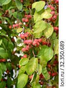 Красные райские яблочки (Malus prunifolia (Willd.) Borkh.) висят на яблоне. Стоковое фото, фотограф Ирина Борсученко / Фотобанк Лори