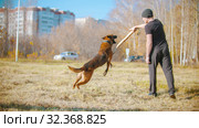 A man training his german shepherd dog - incite the dog on the grip bait and making the dog jump and bite. Стоковое фото, фотограф Константин Шишкин / Фотобанк Лори
