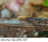 Yellow Caterpillar butterfly Myriapoda diplopoda arthropoda tracheata wild insect bug life. Стоковое фото, фотограф Aleksejs Bergmanis / Фотобанк Лори