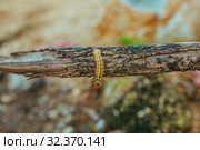 Yellow Caterpillar butterfly Myriapoda diplopoda arthropoda tracheata wild insect bug life. Стоковое фото, фотограф Aleksejs Bergmanis / Фотобанк Лори