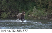 Hungry Kamchatka brown bear (Ursus arctos piscator) running in spray of water, chasing red salmon fish. Стоковое видео, видеограф А. А. Пирагис / Фотобанк Лори