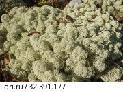 Лишайник кладония звёздчатая на камне. lichen Cladonia stellaris on the stone. Стоковое фото, фотограф Евгений Романов / Фотобанк Лори
