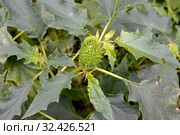 Дурман индейский (безвредный) (Datura inoxia Mill.), плод и листья. Стоковое фото, фотограф Ирина Борсученко / Фотобанк Лори