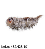Ядовитая гусеница южной фланелевой моли (Megalopyge opercularis). Venomous spines under the hairs can produce a very painful sting, which is why this is the most dangerous caterpillar in the United States. Isolated on white background. Стоковое фото, фотограф Ирина Кожемякина / Фотобанк Лори
