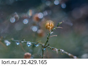 Макросъемка природы. Стоковое фото, фотограф Игорь Пересвет / Фотобанк Лори