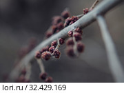 Макроприрода. Стоковое фото, фотограф Игорь Пересвет / Фотобанк Лори