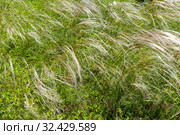 Ковыль (Stipa Pulcherrima) на остепненном лугу. Стоковое фото, фотограф Ольга Сейфутдинова / Фотобанк Лори