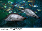 Рыба Индийский нож хитала (Notopterus chitala) Стоковое фото, фотограф Татьяна Белова / Фотобанк Лори