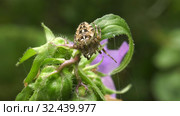 Паук крестовик обыкновенный на цветке. Spider Araneus diadematus (European garden spider or cross spider) on a flower. Стоковое видео, видеограф Евгений Романов / Фотобанк Лори