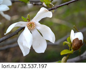 Цветок и бутон магнолии кобус (Magnolia kobus DC.) Стоковое фото, фотограф Ирина Борсученко / Фотобанк Лори