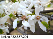 Цветы магнолии кобус (Magnolia kobus DC.) Стоковое фото, фотограф Ирина Борсученко / Фотобанк Лори