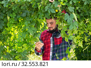 Farmer harvesting bitter melon (Momordica charantia) on plantation. Стоковое фото, фотограф Яков Филимонов / Фотобанк Лори