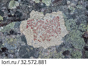 Офиопарма вздутая на камне. Северная Карелия. Россия. Стоковое фото, фотограф Наталья Осипова / Фотобанк Лори