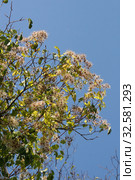 Ломонос виноградолистный (Clematis vitalba L.). Длинные побеги с плодами на ветвях дерева. Крым, Судакский район (2019 год). Стоковое фото, фотограф Щеголева Ольга / Фотобанк Лори
