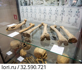 Части скелета доисторических людей найденные при раскопках. Экспонаты Азовского историко‑археологического и палеонтологического музея. (2019 год). Редакционное фото, фотограф Вячеслав Палес / Фотобанк Лори