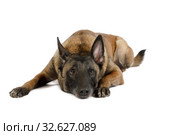Belgian shepherd dog Malinois lying on a white. Стоковое фото, фотограф Алексей Кузнецов / Фотобанк Лори
