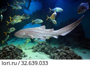 Зебровая акула (Stegostoma fasciatum) в морской воде. Стоковое фото, фотограф Татьяна Белова / Фотобанк Лори