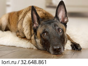 Purebred Belgian shepherd dog Malinois dog lying on a fur rug. Стоковое фото, фотограф Алексей Кузнецов / Фотобанк Лори