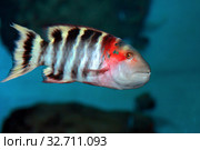 Красногрудый хейлин (Cheilinus fasciatus) морская рыба. Стоковое фото, фотограф Татьяна Белова / Фотобанк Лори