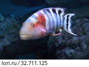 Красногрудый хейлин (Cheilinus fasciatus) морская рыба. Стоковое фото, фотограф Татьяна Белова / Фотобанк Лори