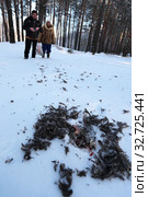 Перышки от ястреба нашли туристы в лесу. На снегу (2019 год). Редакционное фото, фотограф Анатолий Матвейчук / Фотобанк Лори