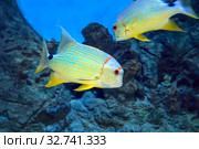 Золотой полосатый окунь или Симфорихт синеполосый (Symphorichthys spilurus) Стоковое фото, фотограф Татьяна Белова / Фотобанк Лори