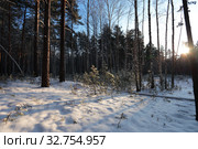 В зимнем сосновом лесу новогодние сосенки. Зима. Стоковое фото, фотограф Анатолий Матвейчук / Фотобанк Лори