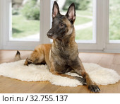 Purebred Belgian shepherd dog Malinois dog lying on a fur rug on the living room floor. Стоковое фото, фотограф Алексей Кузнецов / Фотобанк Лори