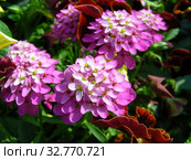 Иберис зонтичный (Iberis umbellata) Стоковое фото, фотограф lana1501 / Фотобанк Лори