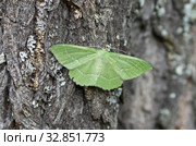 Бабочка пяденица зеленая большая на стволе дерева. Butterfly large emerald (Geometra papilionaria) on a tree trunk. Стоковое фото, фотограф Евгений Романов / Фотобанк Лори