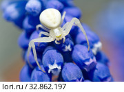 Паук-засадник Мизумена косолапая (лат. Misumena vatia) на цветке мускари крупным планом. Стоковое фото, фотограф Елена Коромыслова / Фотобанк Лори
