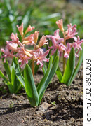 Розовые гиацинты сорта "Джипси Куин" (лат. Hyacinthus Gypsy Queen) цветут в саду. Стоковое фото, фотограф Елена Коромыслова / Фотобанк Лори