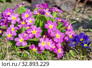 Примула обыкновенная (лат. Primula vulgaris) цветет в весеннем саду. Стоковое фото, фотограф Елена Коромыслова / Фотобанк Лори