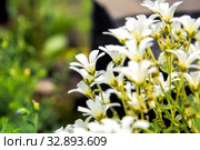 Chickweed blooms macro in the garden outdoors (Cerastium uralense) Стоковое фото, фотограф Евгений Ткачёв / Фотобанк Лори