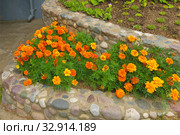 Цветущие бархатцы (лат. Tagetes patula) Стоковое фото, фотограф Зобков Юрий / Фотобанк Лори