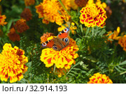 Бабочка крапивница (лат. Aglais urticae, Nymphalis urticae) сидит на цветке бархатца. Стоковое фото, фотограф Зобков Юрий / Фотобанк Лори