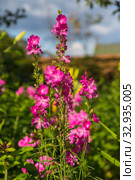 Сидальцея мальвоцветковая (лат. Sidalcea malviflora) Стоковое фото, фотограф Ольга Сейфутдинова / Фотобанк Лори